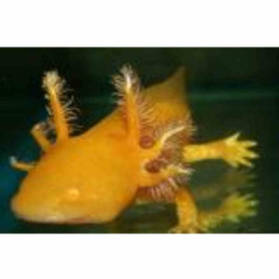 Walking Fish Golden (15cm) - Just For Pets Australia