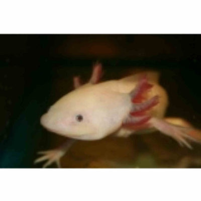 Walking Fish White (15cm) - Just For Pets Australia