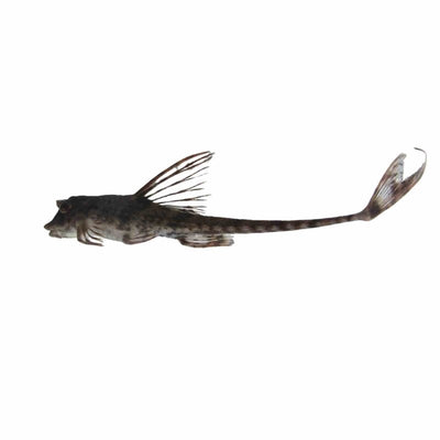 Whiptail Catfish (5cm) - Just For Pets Australia