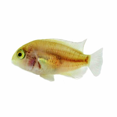 White Convict Cichlid (7cm) - Just For Pets Australia