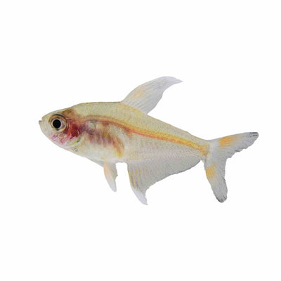 White Finned Tetra (3.5cm) - Just For Pets Australia