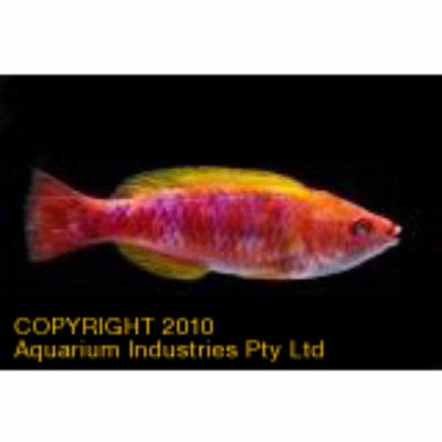 Wrasse - Lubbock's Fairy (MED) - Just For Pets Australia