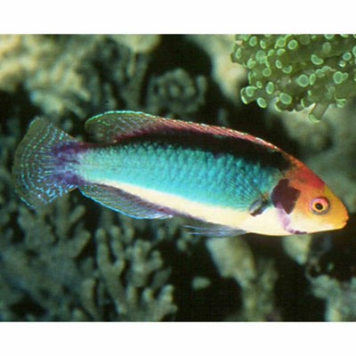 Wrasse - Multicolour Fairy (MED) - Just For Pets Australia
