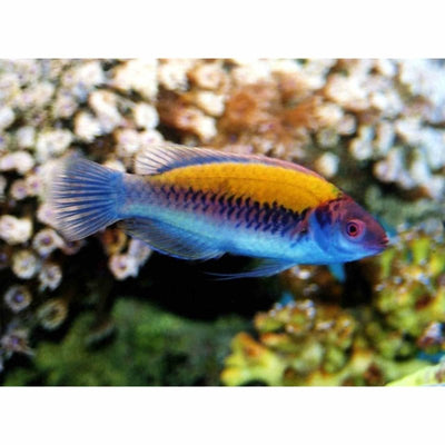 Wrasse Orange Back Fairy (MED) - Just For Pets Australia