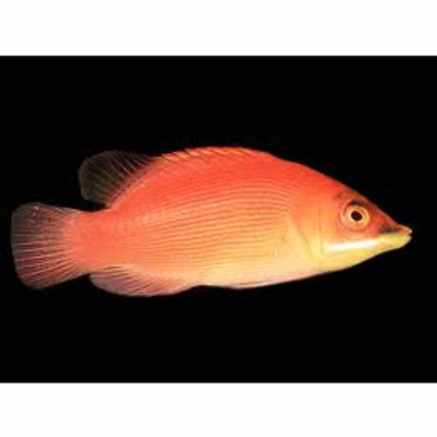 Wrasse - Secretive (MED) - Just For Pets Australia