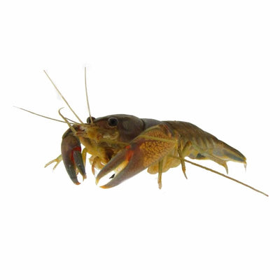 Yabby (4-7cm) (5cm) - Just For Pets Australia
