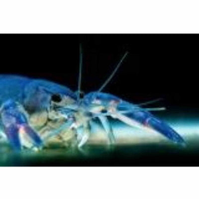 Yabby Blue Pearl (5cm) - Just For Pets Australia
