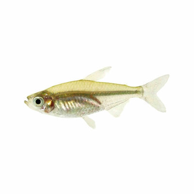 Yellow Tail Congo Tetra (4cm) - Just For Pets Australia