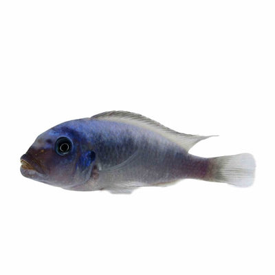 Zebra Cobalt Blue (4cm) - Just For Pets Australia