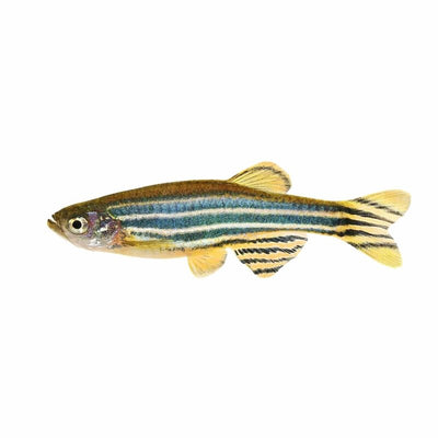 Zebra Danio (3-4cm) (3.5cm) - Just For Pets Australia