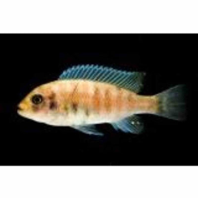 Zebra Orange Blotch (5cm) - Just For Pets Australia