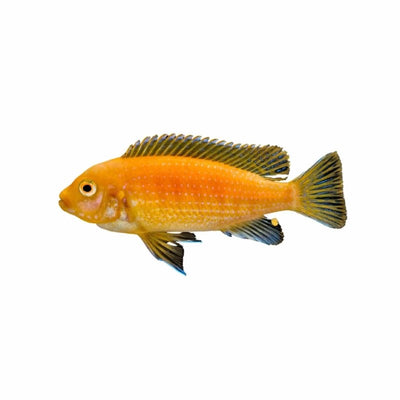 Zebra Red Pulu Pt (4cm) - Just For Pets Australia