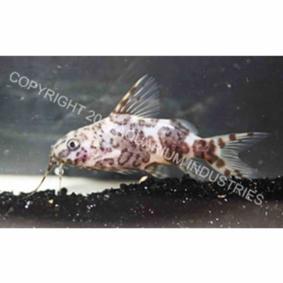 Zebra Upside Down Catfish (5cm) - Just For Pets Australia