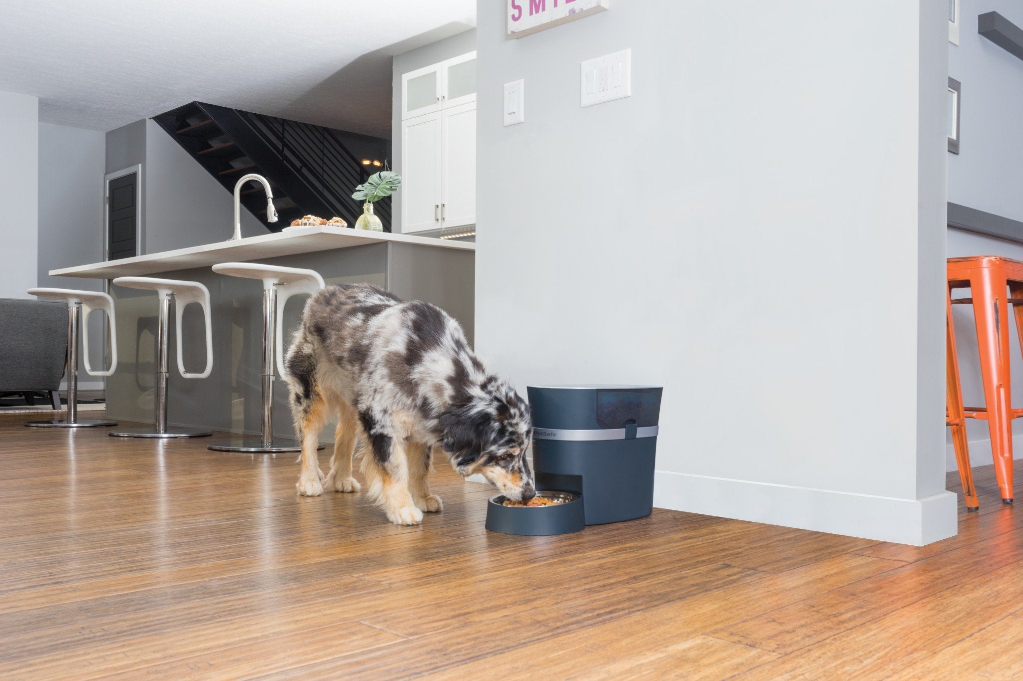 PetSafe® Smart Feed Automatic Dog and Cat Feeder