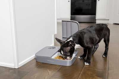 PetSafe® Automatic 2 Meal Pet Feeder - Just For Pets Australia