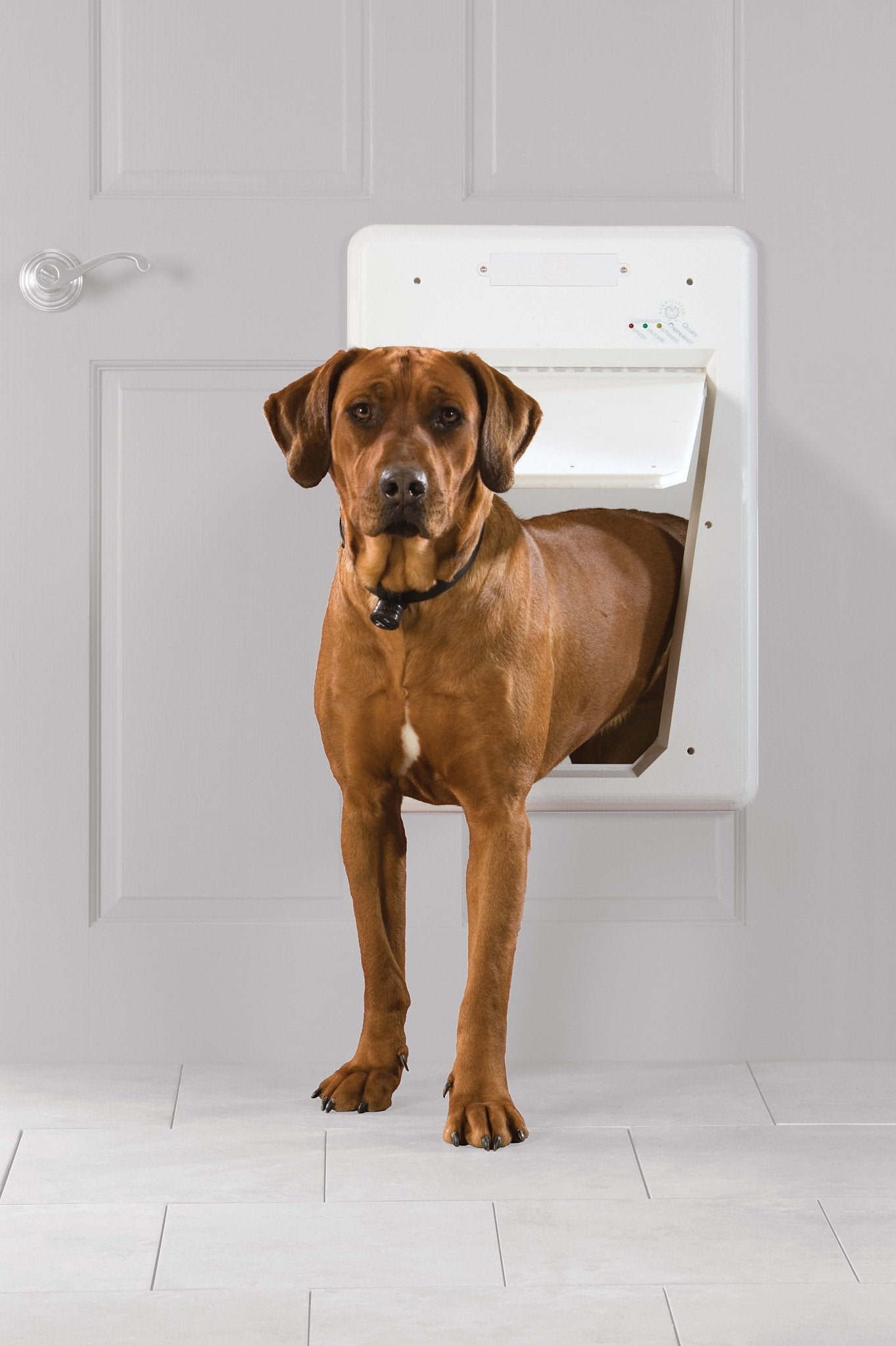 PetSafe Electronic SmartDoor (non-connected)
