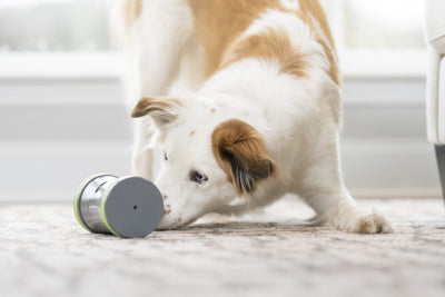 PetSafe® Kibble Chase™ Roaming Treat Dispenser - Just For Pets Australia
