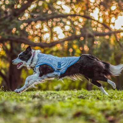Kurgo Core Cooling Vest - Just For Pets Australia
