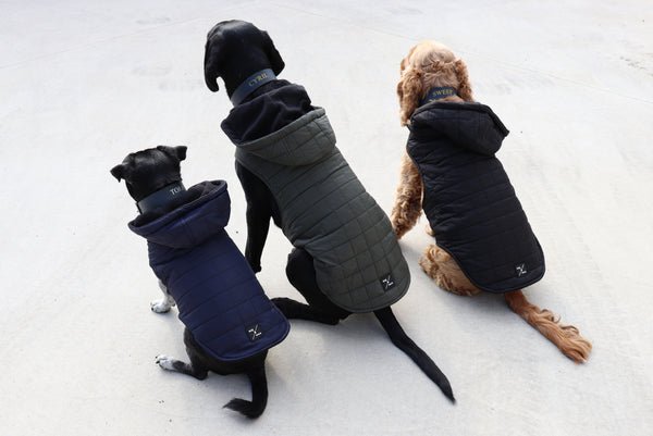 Trendy and Functional Pet Apparel