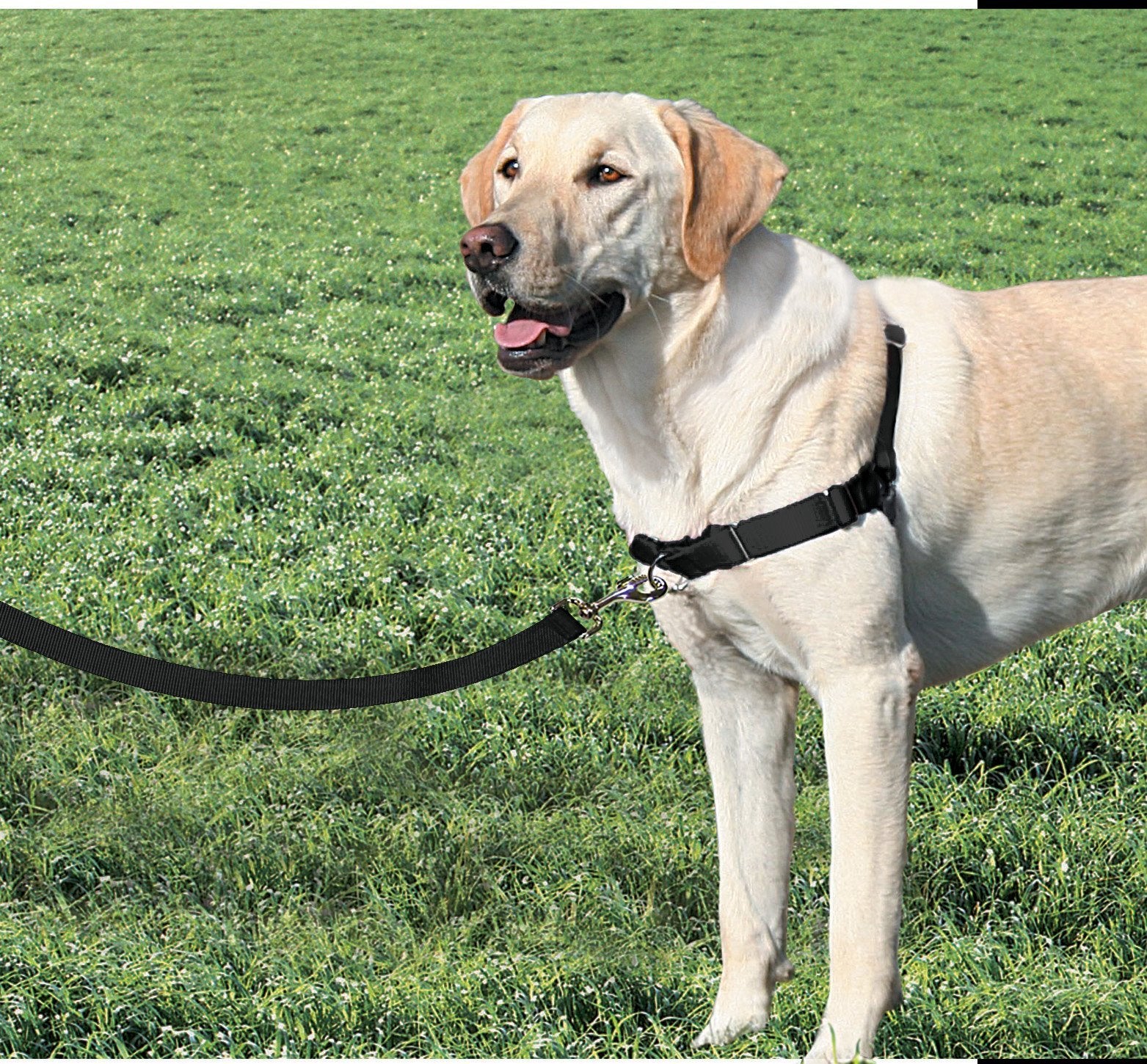 PetSafe® Easy Walk™ Harness Black Just For Pets Australia