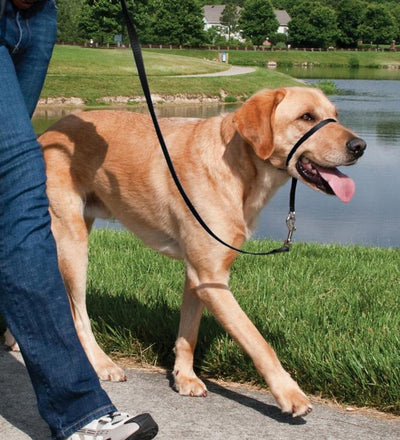 PetSafe® Easy Walk™ Headcollar Black - Just For Pets Australia